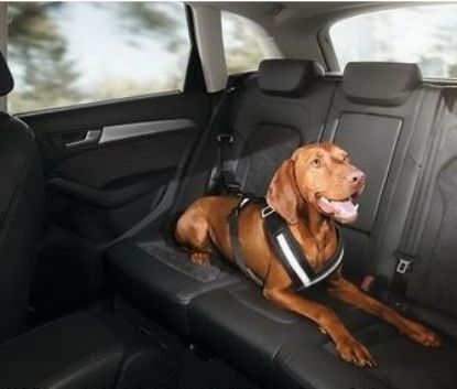 Audi Köpek Koruma Kemeri Small resmi
