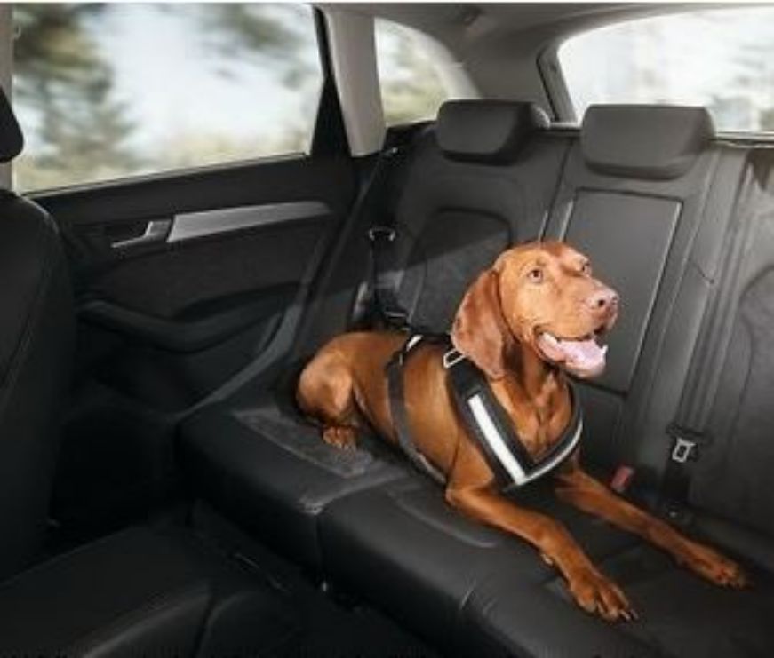 Audi Köpek Koruma Kemeri Small resmi